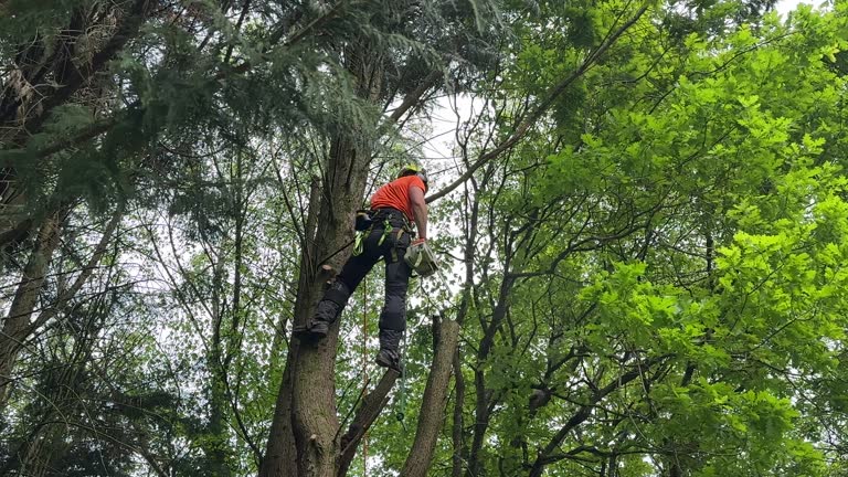 Best Tree Risk Assessment  in Unadilla, GA